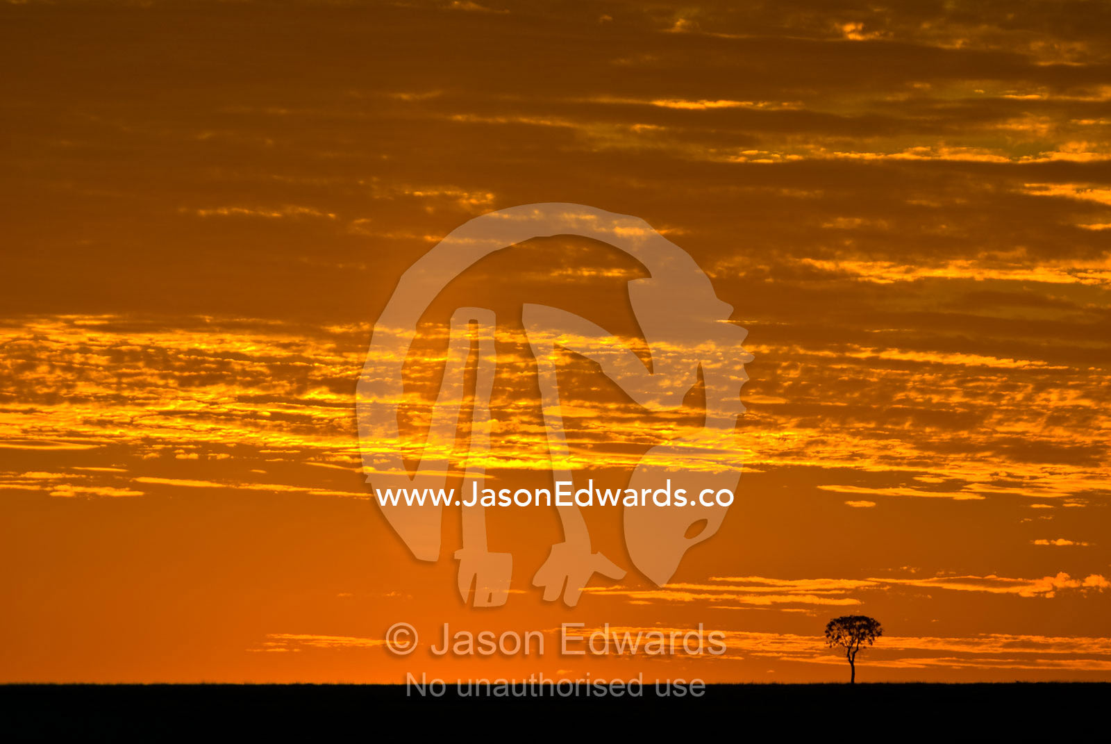 A lone tree rises from a barren  plain on a cattle station at sunset. Cramsie Muttaburra Road, Queensland, Australia