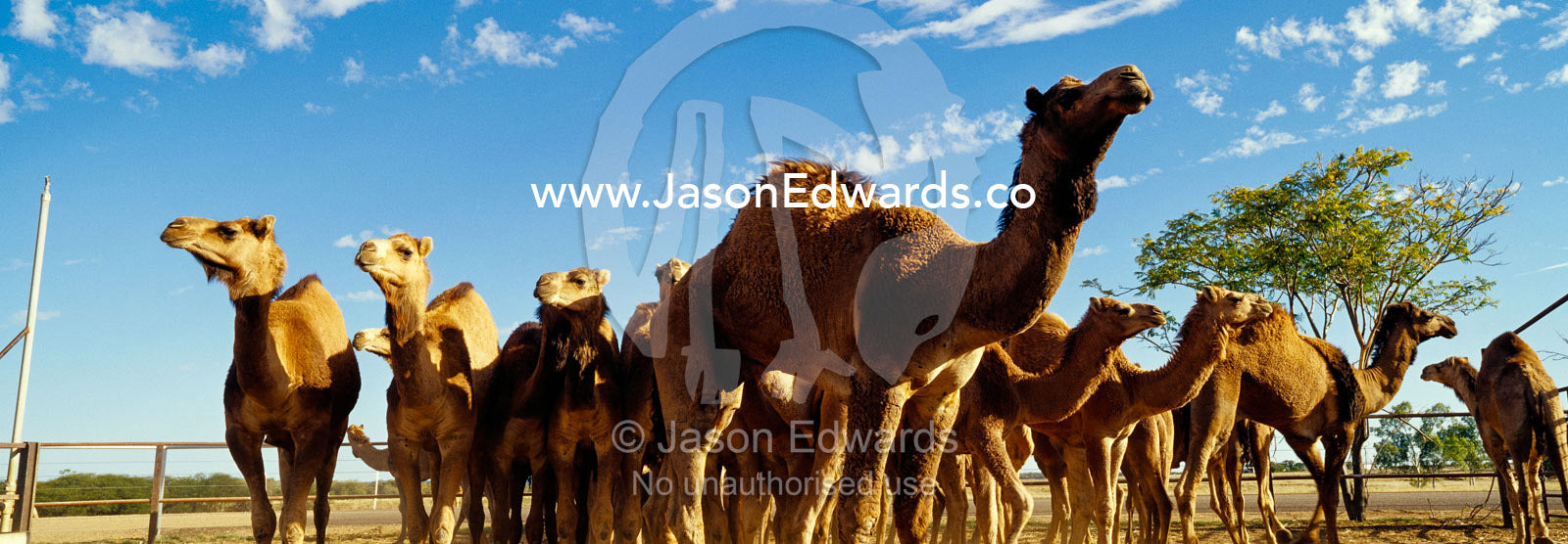 A herd of genetically valuable wild camels wait to be sold at auction. Hughenden, Queensland, Australia