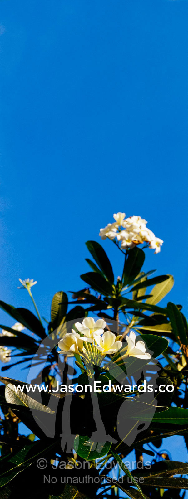 Beautifully scented flowers of the Plumeria Tree, aka the Frangipani. Nusa Lembongan Island, Bali, Indonesia