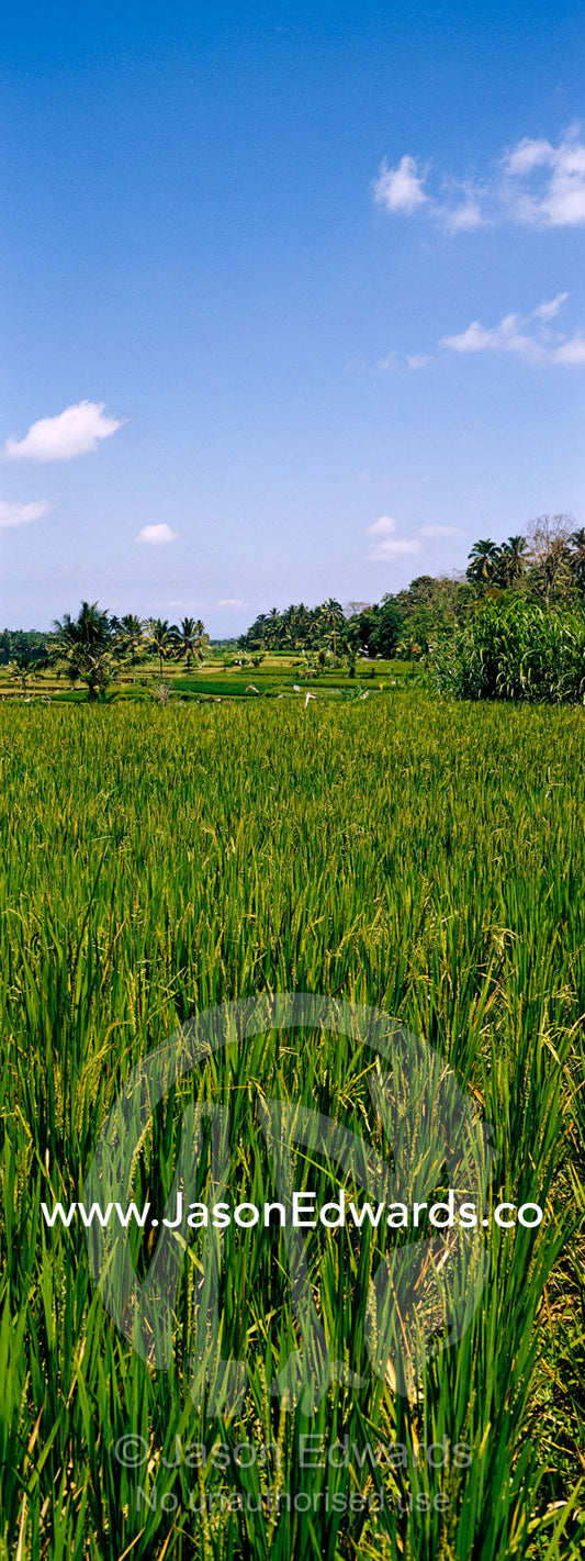 Rich green rice crops and palm trees line Ubud's flooded paddy fields. Ubud, Ubud District, Gianyar Regency, Bali, Indonesia