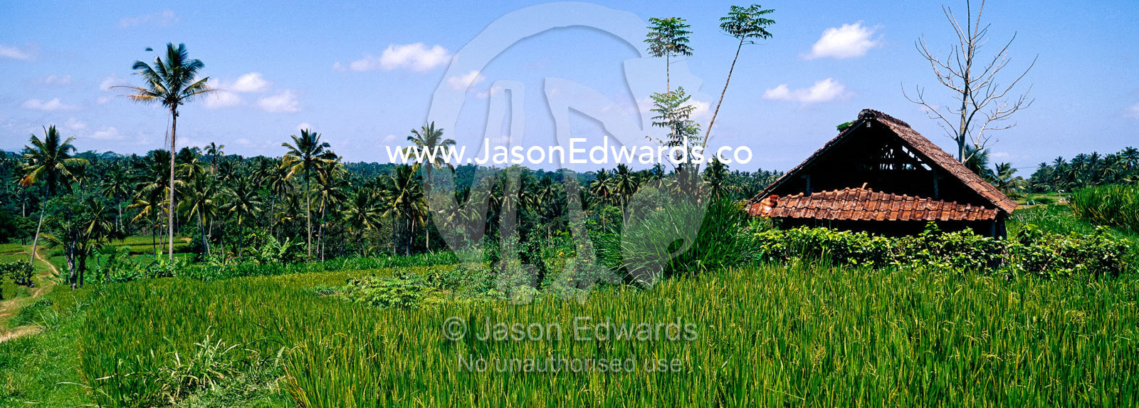 Rich green rice crops and palm trees line Ubud's flooded paddy fields. Ubud, Ubud District, Gianyar Regency, Bali, Indonesia