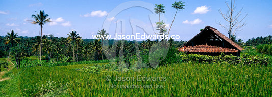 Rich green rice crops and palm trees line Ubud's flooded paddy fields. Ubud, Ubud District, Gianyar Regency, Bali, Indonesia
