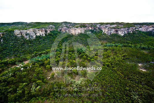 White sandstone bluffs tower over Lancewood forests in deep gorges. White Mountains National Park, Queensland, Australia