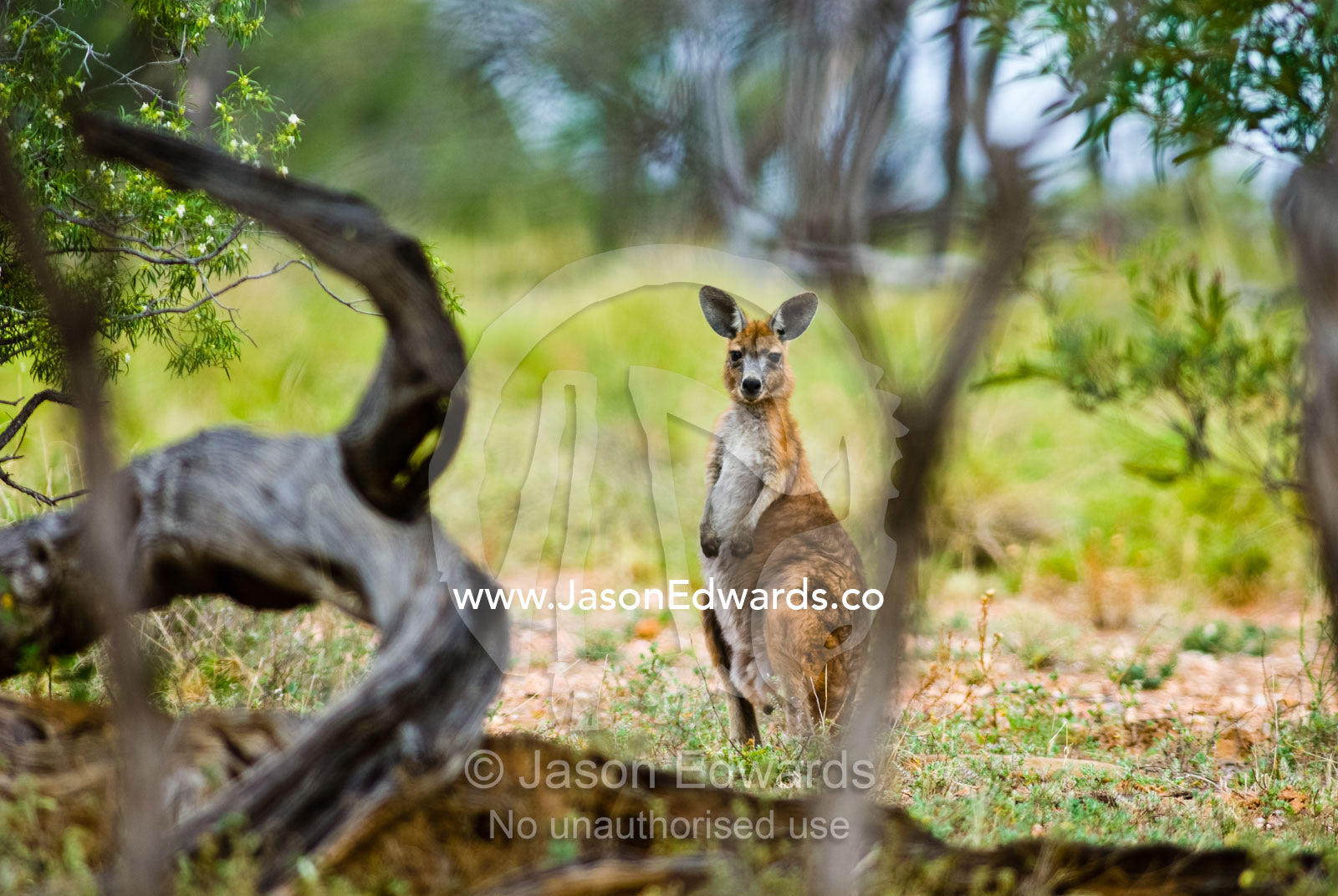 An Eastern Wallaroo stands alert in a remote patch of open woodland. Hughenden Muttaburra Road, Queensland, Australia.