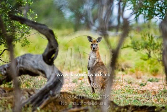 An Eastern Wallaroo stands alert in a remote patch of open woodland. Hughenden Muttaburra Road, Queensland, Australia.