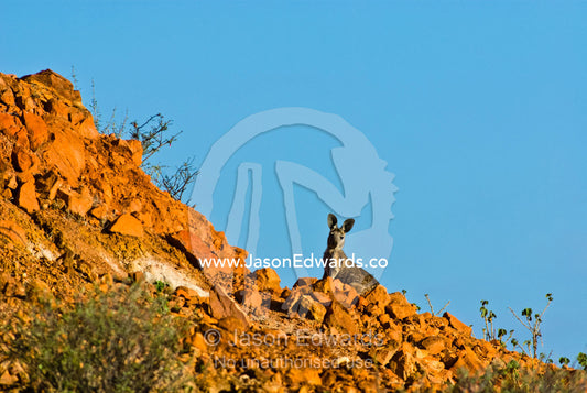 An Eastern Wallaroo peers over the top of a desert ridge at sunset. Cramsie Muttaburra Road, Queensland, Australia.