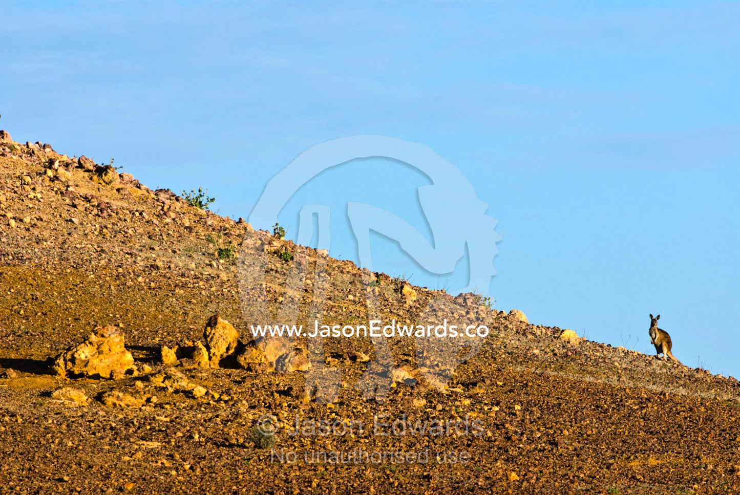 An Eastern Wallaroo grazing on shrubs along a desert ridge at sunset. Cramsie Muttaburra Road, Queensland, Australia.