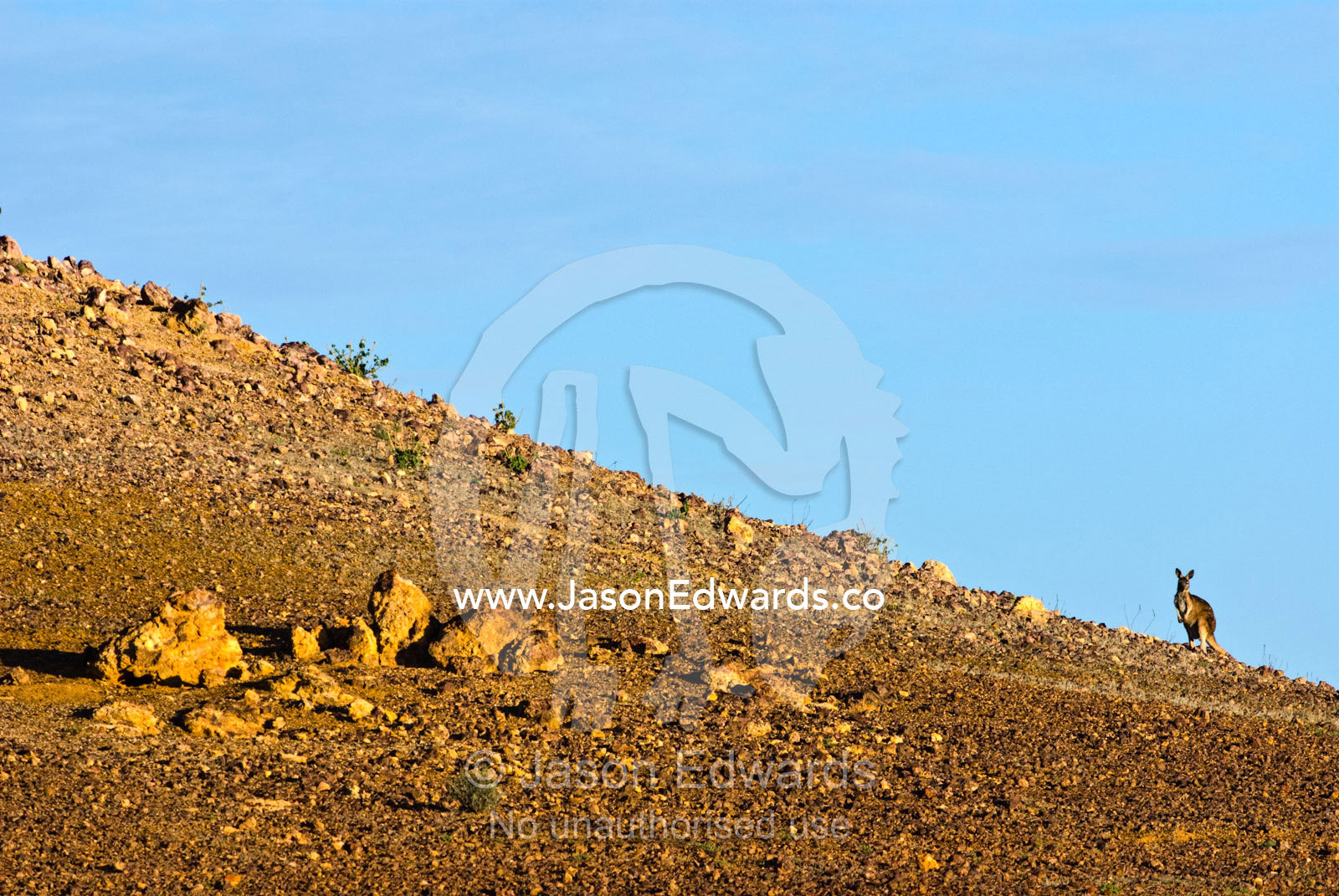 An Eastern Wallaroo grazing on shrubs along a desert ridge at sunset. Cramsie Muttaburra Road, Queensland, Australia.
