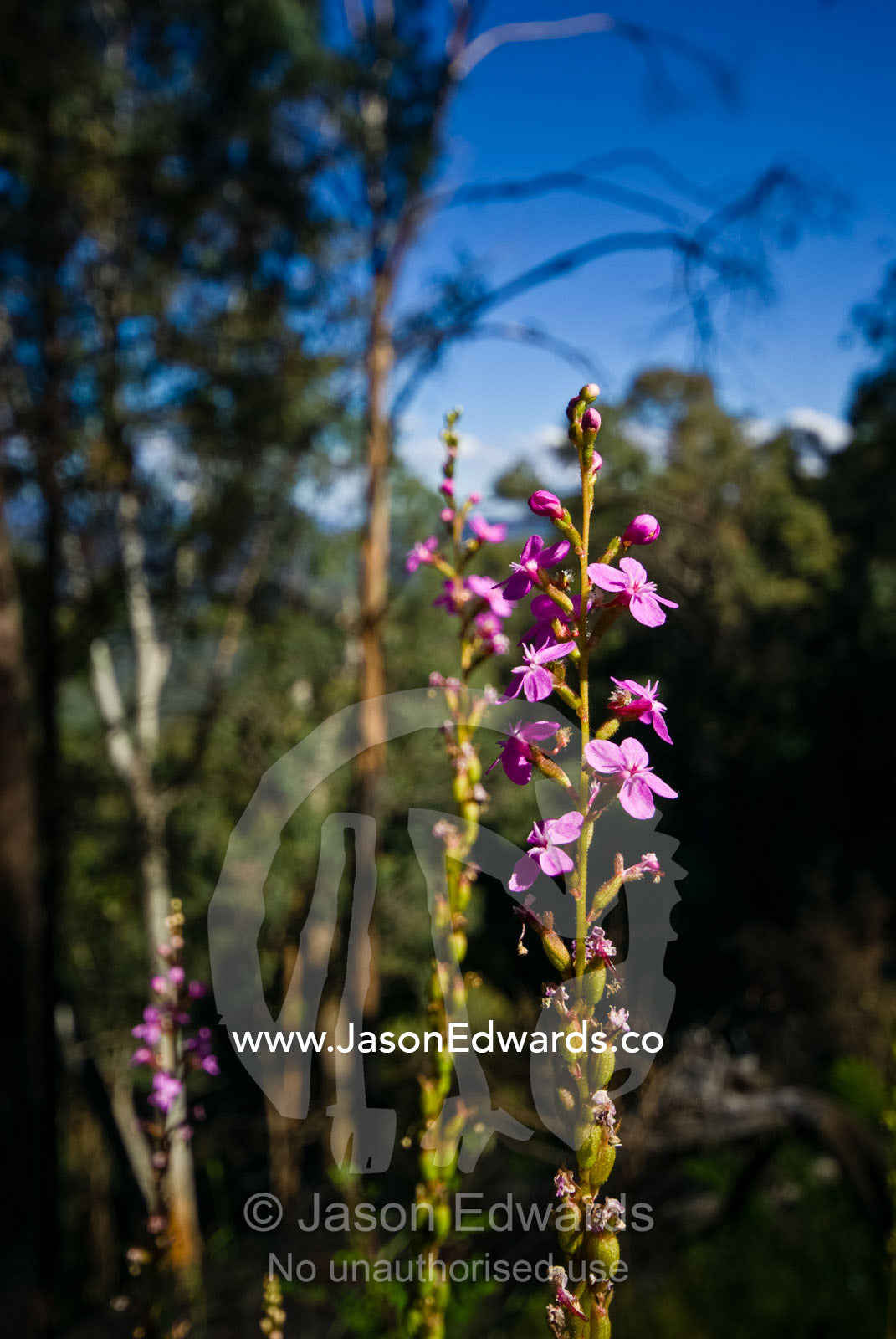 A bloom of pink Grass Trigger Plant flowers with pollination triggers. Great Dividing Range, Eildon State Park, Victoria, Australia.
