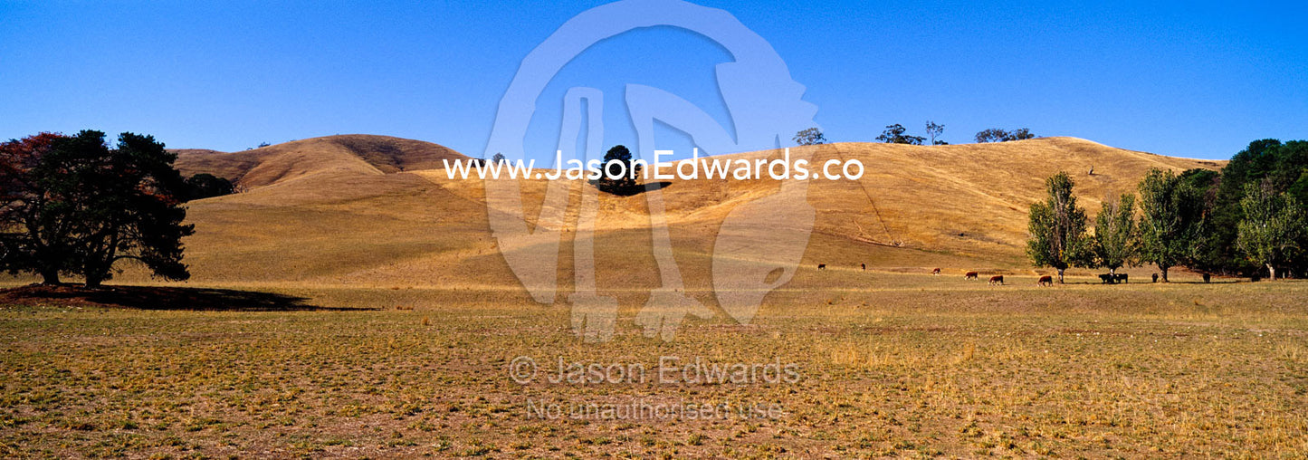 The sun beats down on rolling hills on drought-stricken farmland. Acheron, Victoria, Australia.