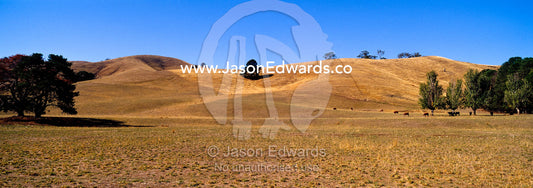 The sun beats down on rolling hills on drought-stricken farmland. Acheron, Victoria, Australia.