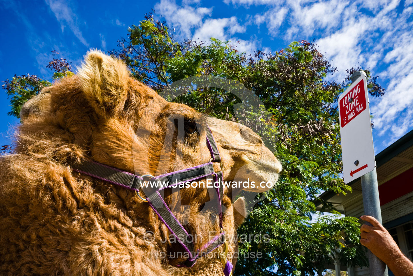 A racing camel parked in a loading zone in an outback country town. Hughenden, Queensland, Australia.