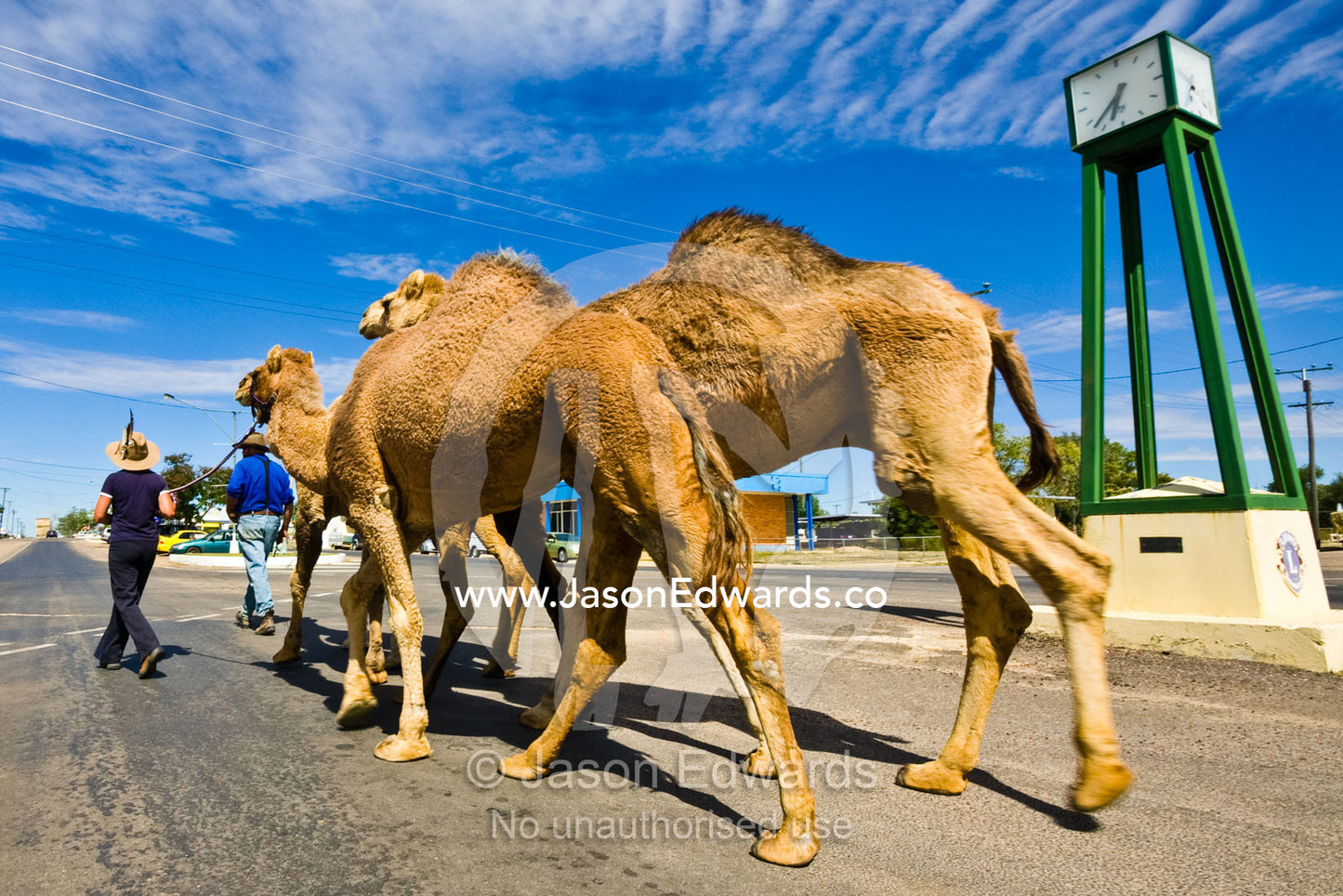 Bush characters walk their team of racing camels in a country town. Hughenden, Queensland, Australia.