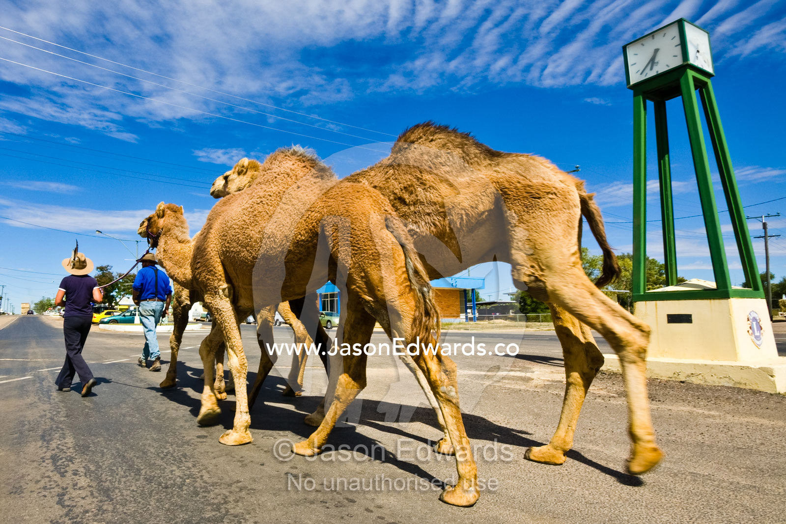 Bush characters walk their team of racing camels in a country town. Hughenden, Queensland, Australia.