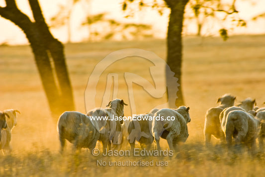 A flock of sheep stampede across dusty drought-stricken farm field. Cramsie Muttaburra Road, Queensland, Australia