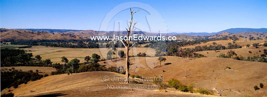 The sun beats down on rolling hills on drought-stricken farmland. Alexandra, Victoria, Australia