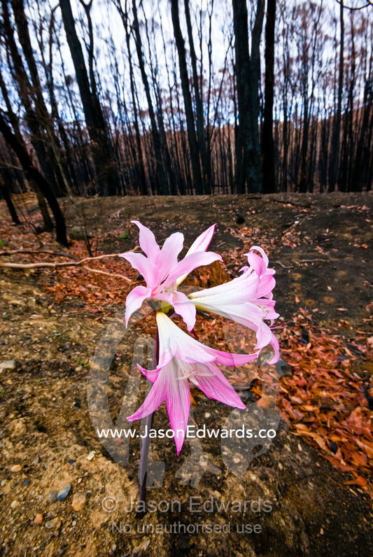 A bright pink Belladonna Lily rises from the ashes of a burnt forest. Kinglake National Park, Victoria, Australia