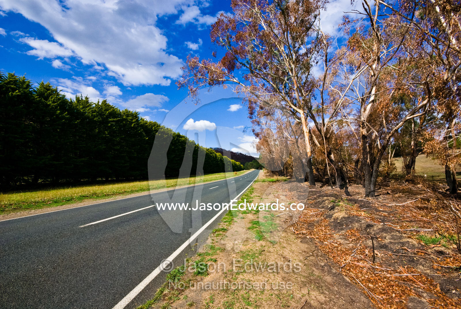 A stand conifer trees remain undamaged by fire along a rural road. Flowerdale, Victoria, Australia