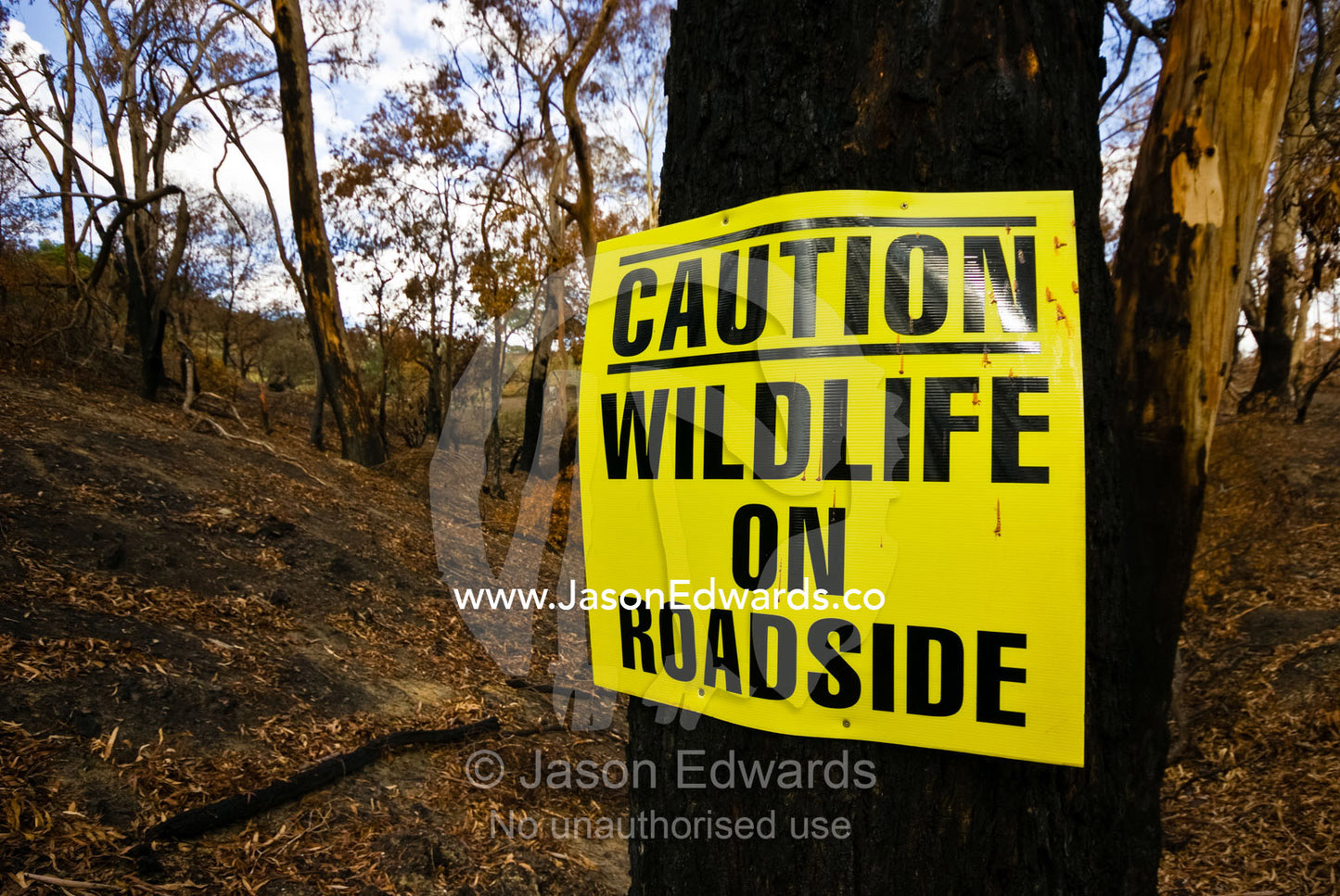 After a fire a sign warns of desperate wildlife feeding by the road. Whittlesea Yea Road, Flowerdale, Victoria, Australia