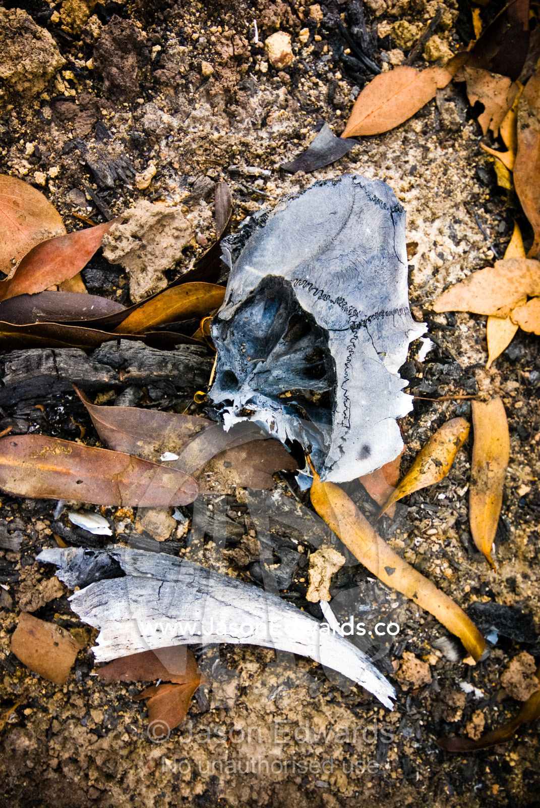 The charred skull and bones of an animal trapped in a bushfire. Wallaby Creek Water Catchment Supply, Kinglake National Park, Victoria, Australia