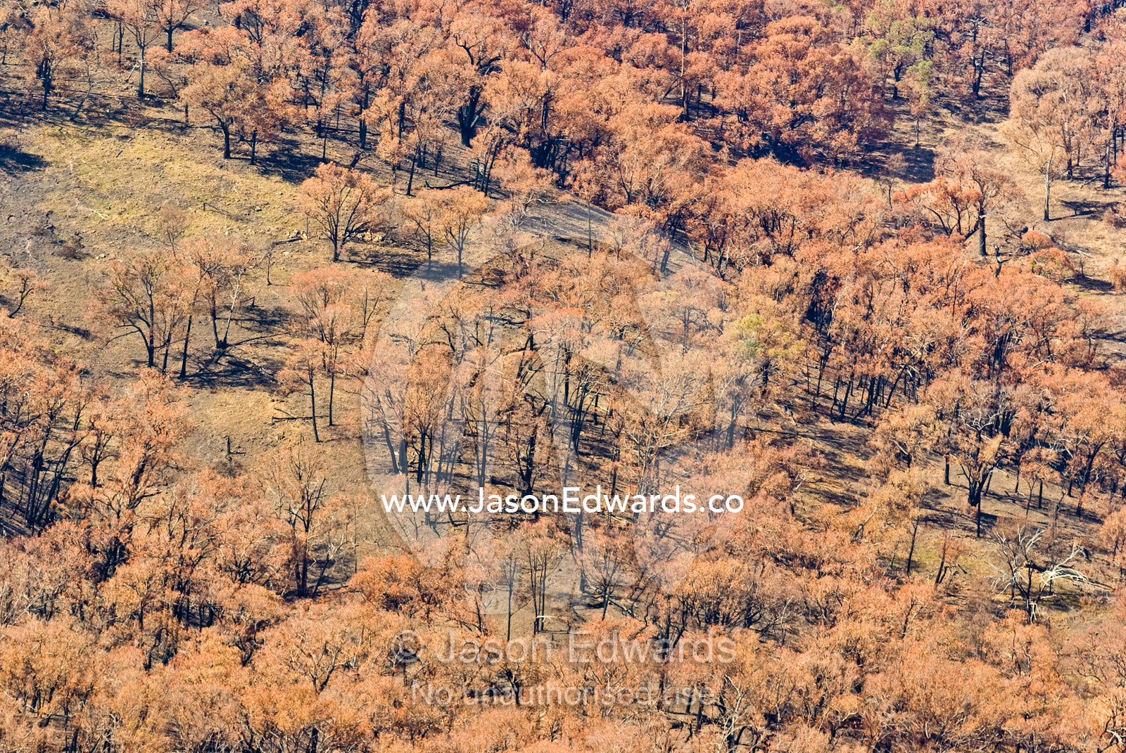 Dead leaves cover the canopy of an Open Forest Woodland after fire. Flowerdale, Victoria, Australia