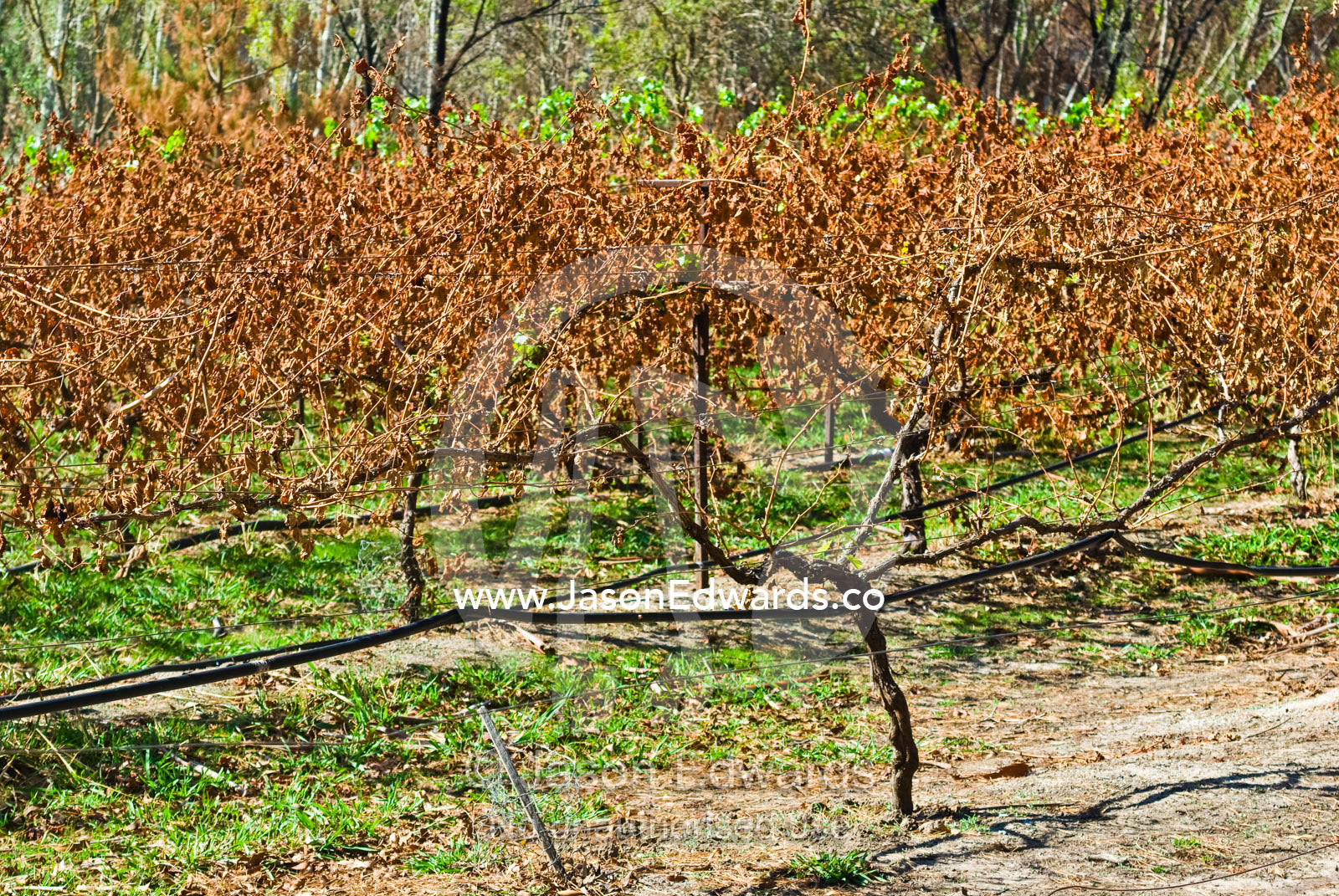 Dead leaves hang from grape vines destroyed by heat from a bushfire. Flowerdale, Victoria, Australia