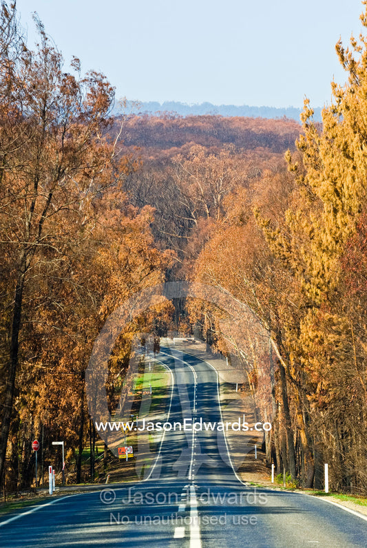 A country road passes through a eucalyptus forest destroyed by fire. Healesville Kinglake Road, near Toolangi, Victoria, Australia