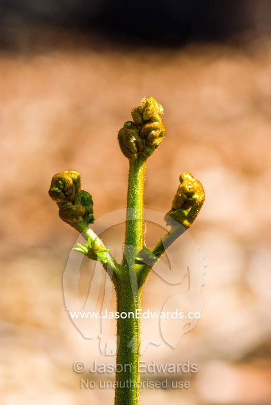 After a fire the buds of a Bracken fern shoot look like tiny fists. Wallaby Creek Water Catchment Supply, Kinglake National Park, Victoria, Australia