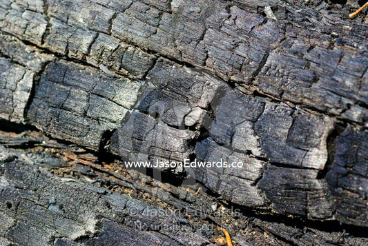 The blackened and charred remains of a tree stump after a forest fire. Wallaby Creek Water Catchment Supply, Kinglake National Park, Victoria, Australia