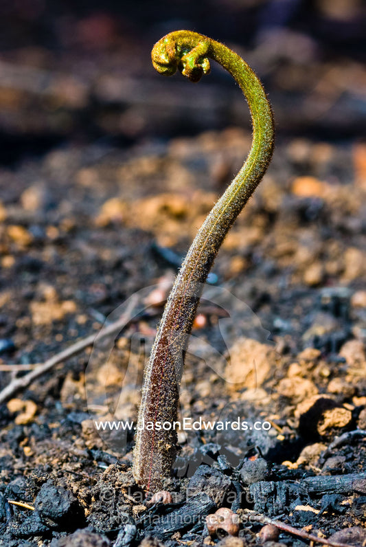 The elegant curves of a Bracken Fern frond emerging after forest fire. Wallaby Creek Water Catchment Supply, Kinglake National Park, Victoria, Australia