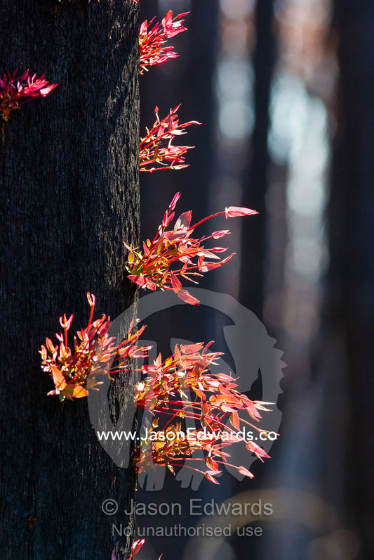 Red leaves sprout from eucalyptus lignotubers on a burnt tree trunk. Wallaby Creek Water Catchment Supply, Kinglake National Park, Victoria, Australia