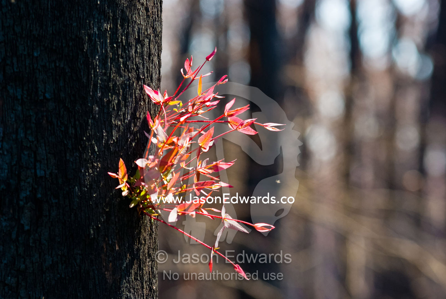 Red leaves sprout from eucalyptus lignotubers on a burnt tree trunk. Wallaby Creek Water Catchment Supply, Kinglake National Park, Victoria, Australia