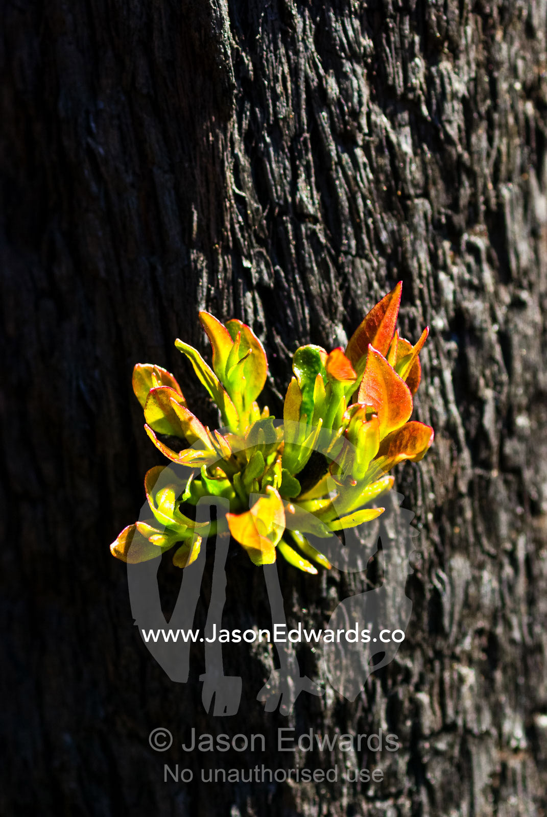 Green leaves sprout from eucalyptus lignotubers on a burnt tree trunk. Wallaby Creek Water Catchment Supply, Kinglake National Park, Victoria, Australia