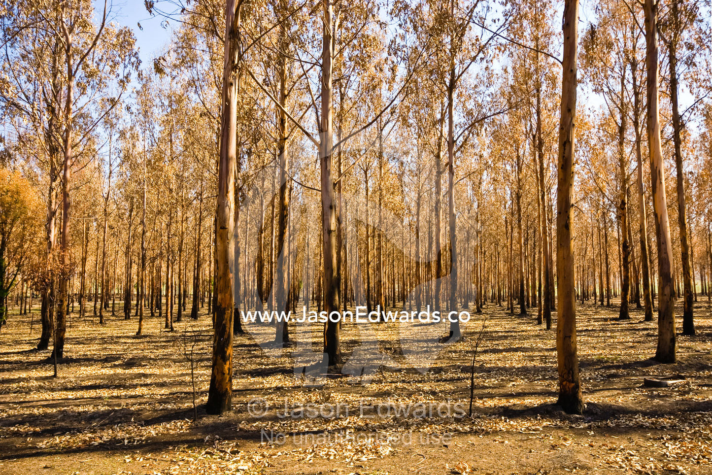 A desolate stand of eucalyptus plantation timber destroyed by a fire. Junction Ridge Road, near Kinglake National Park, Victoria, Australia