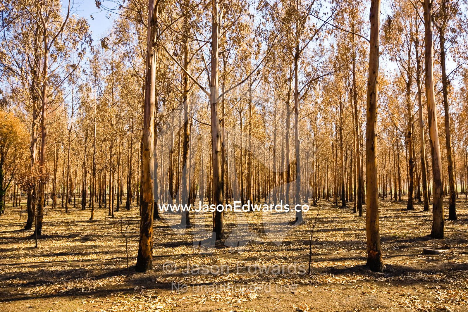 A desolate stand of eucalyptus plantation timber destroyed by a fire. Junction Ridge Road, near Kinglake National Park, Victoria, Australia