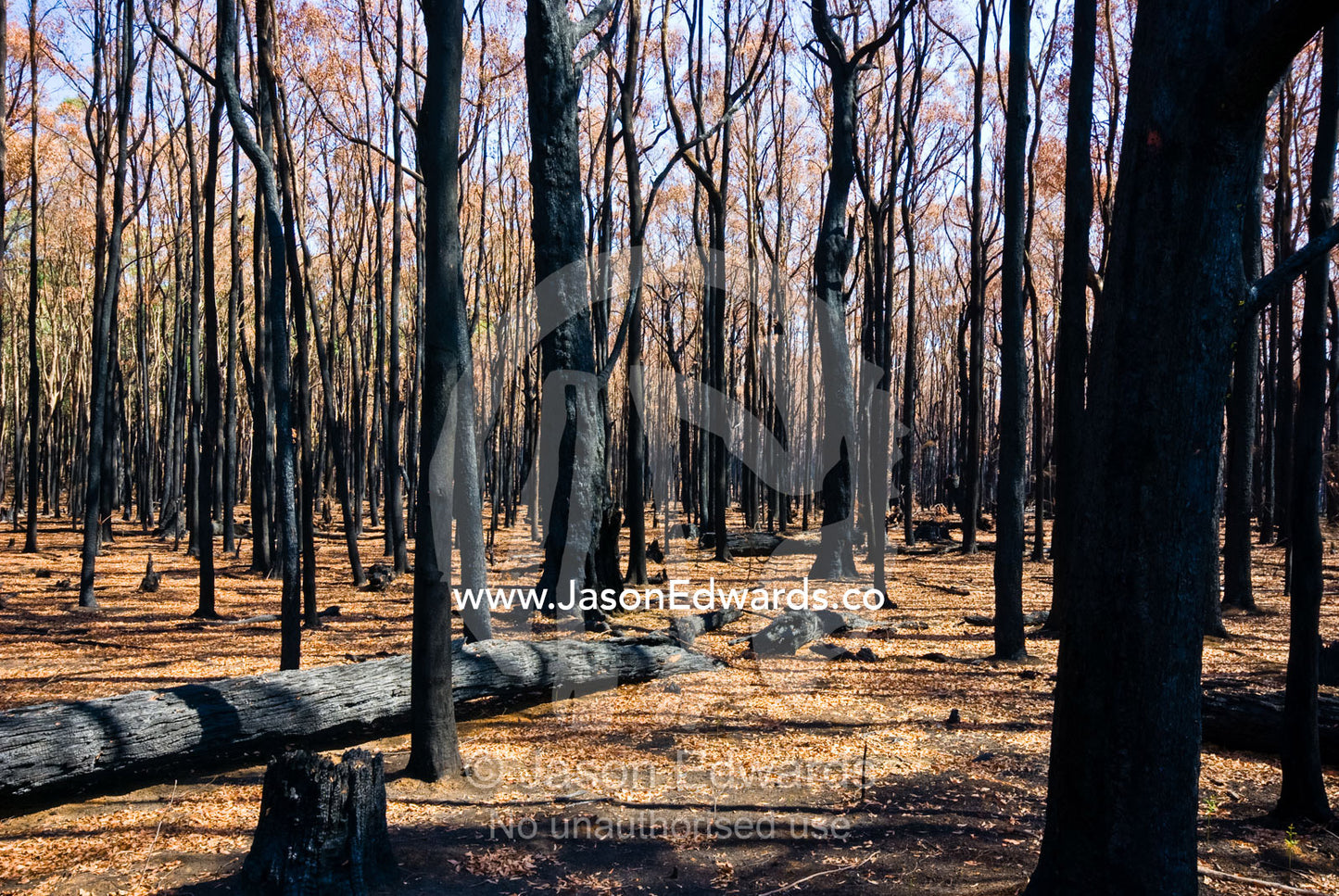 A forest devoid of understorey and canopy cover after an intense fire. Wallaby Creek Water Catchment Supply, Kinglake National Park, Victoria, Australia