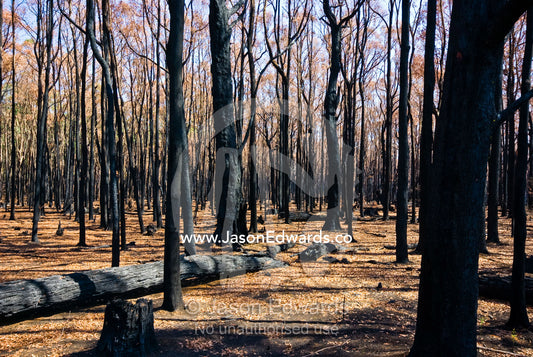 A forest devoid of understorey and canopy cover after an intense fire. Wallaby Creek Water Catchment Supply, Kinglake National Park, Victoria, Australia