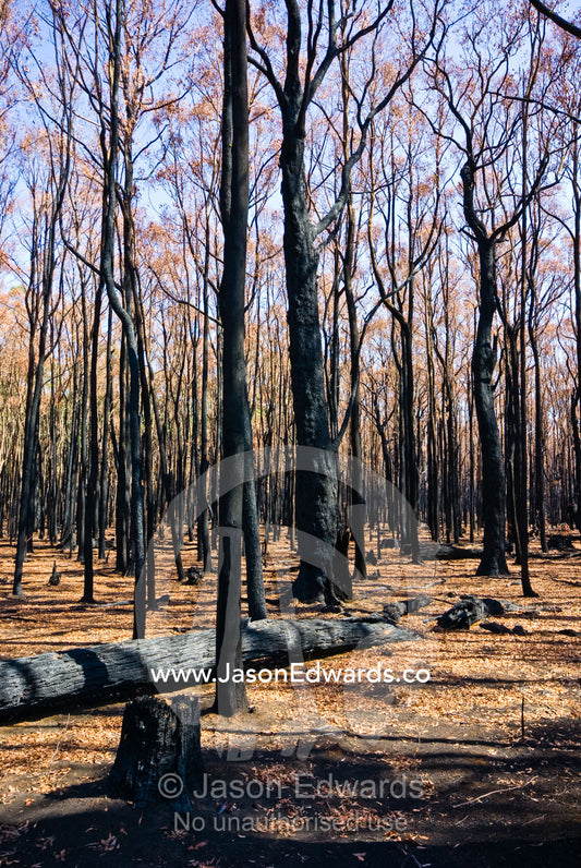 A forest devoid of understorey and canopy cover after an intense fire. Wallaby Creek Water Catchment Supply, Kinglake National Park, Victoria, Australia