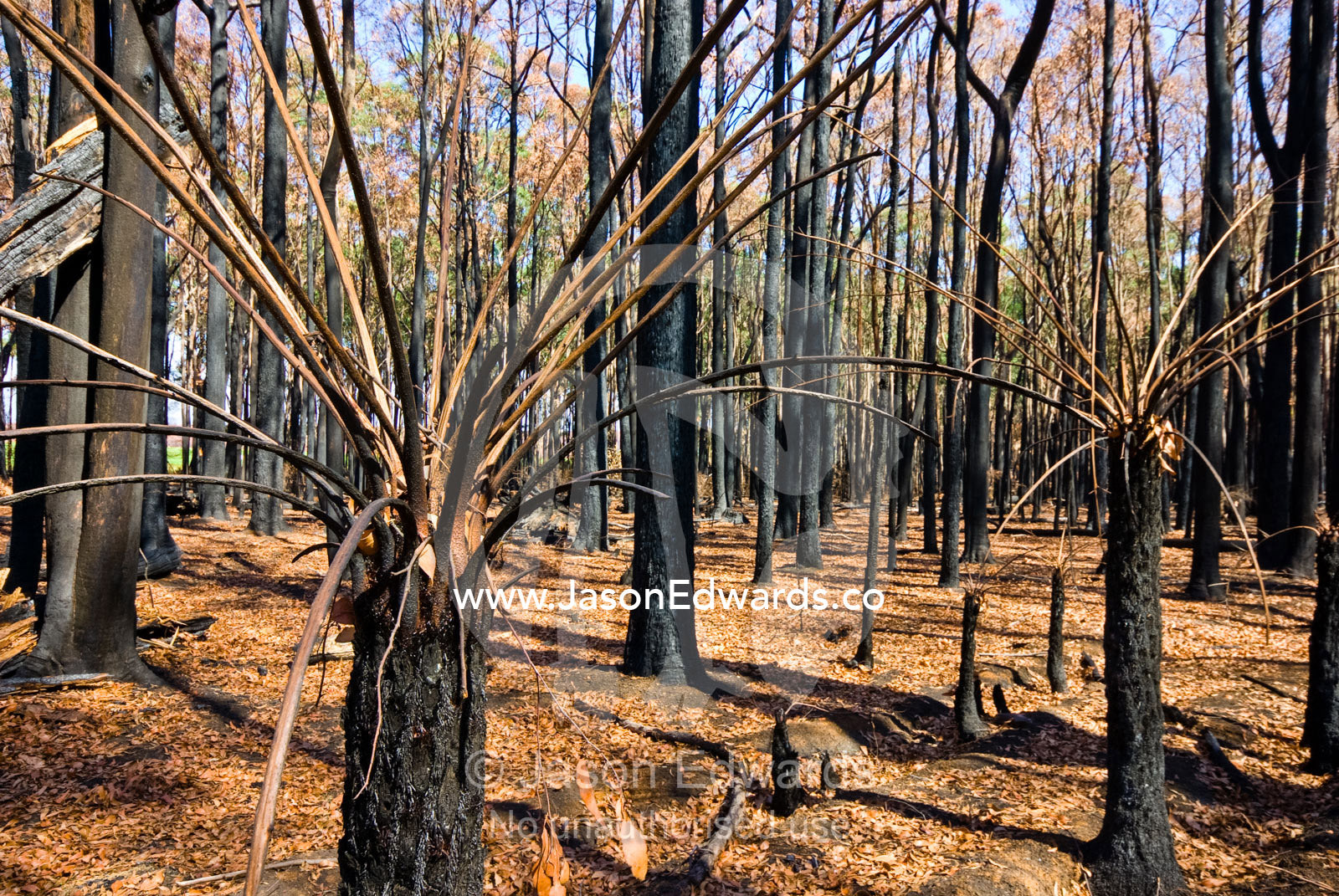 The bare stalks of tree ferns rise into a silent forest after a fire. Wallaby Creek Water Catchment Supply, Kinglake National Park, Victoria, Australia
