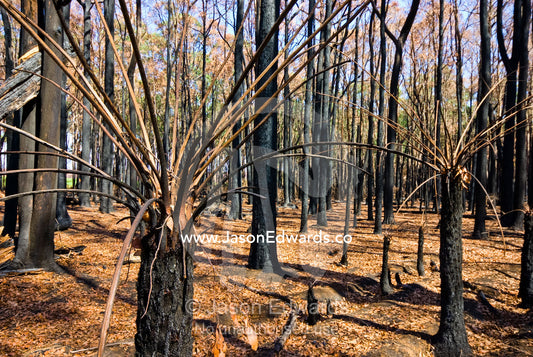 The bare stalks of tree ferns rise into a silent forest after a fire. Wallaby Creek Water Catchment Supply, Kinglake National Park, Victoria, Australia