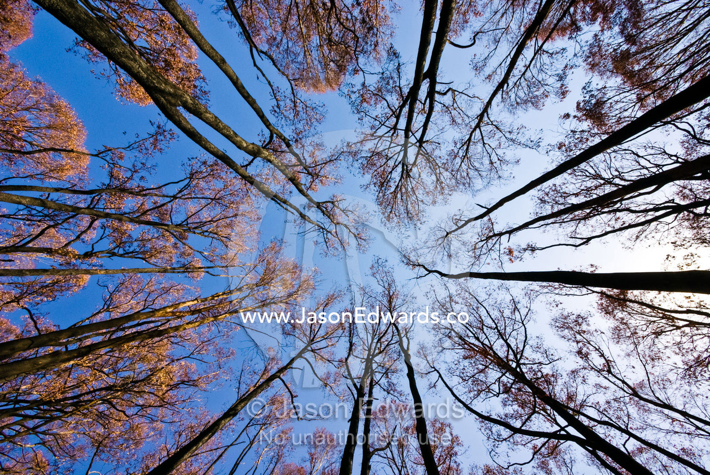 A fire ravaged eucalyptus canopy clings to black skeletal tree trunks. Wallaby Creek Water Catchment Supply, Kinglake National Park, Victoria, Australia