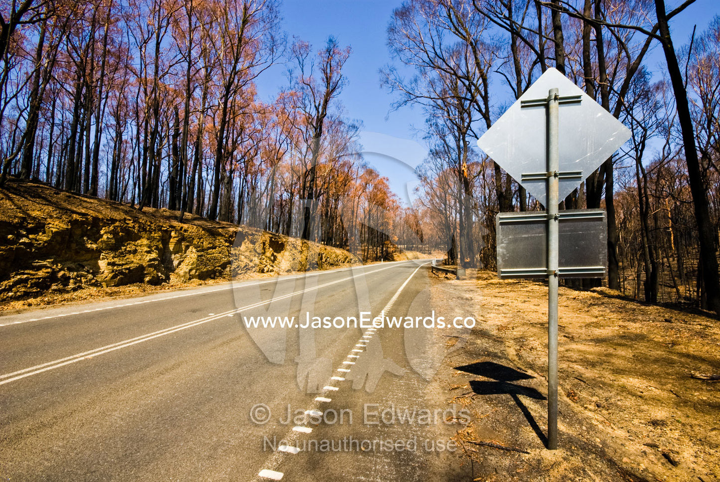 A shiny new road sign surrounded by eucalyptus forest burnt in a fire. Kinglake National Park, Victoria, Australia