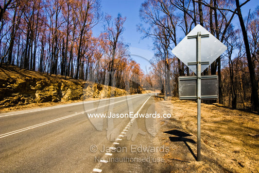 A shiny new road sign surrounded by eucalyptus forest burnt in a fire. Kinglake National Park, Victoria, Australia