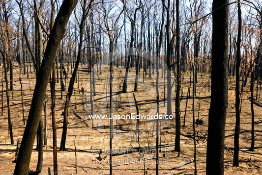 A devastated forest devoid of plants and wildlife after a fire storm. Wallaby Creek Water Catchment Supply, Kinglake National Park, Victoria, Australia