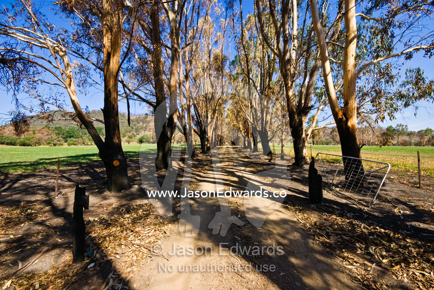 An avenue of eucalyptus trees along a farm driveway destroyed by fire. Flowerdale, Victoria, Australia