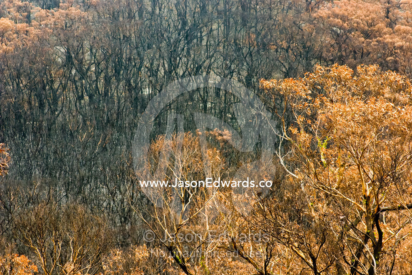 A Coastal Heath, Stringybark, and Casuarina Forest destroyed by fire. Wilsons Promontory National Park, Victoria, Australia