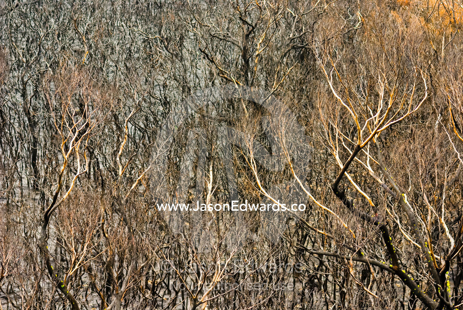 A Coastal Heath, Stringybark, and Casuarina Forest destroyed by fire. Wilsons Promontory National Park, Victoria, Australia