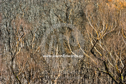 A Coastal Heath, Stringybark, and Casuarina Forest destroyed by fire. Wilsons Promontory National Park, Victoria, Australia