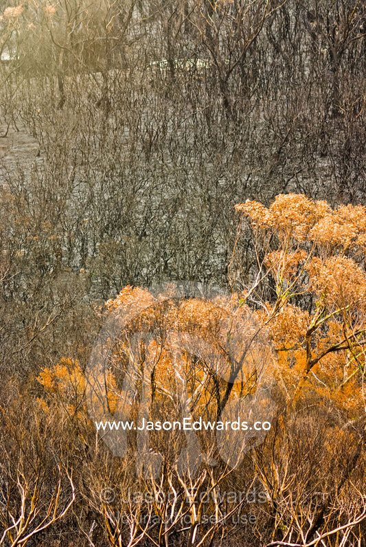 A Coastal Heath, Stringybark, and Casuarina Forest destroyed by fire. Wilsons Promontory National Park, Victoria, Australia