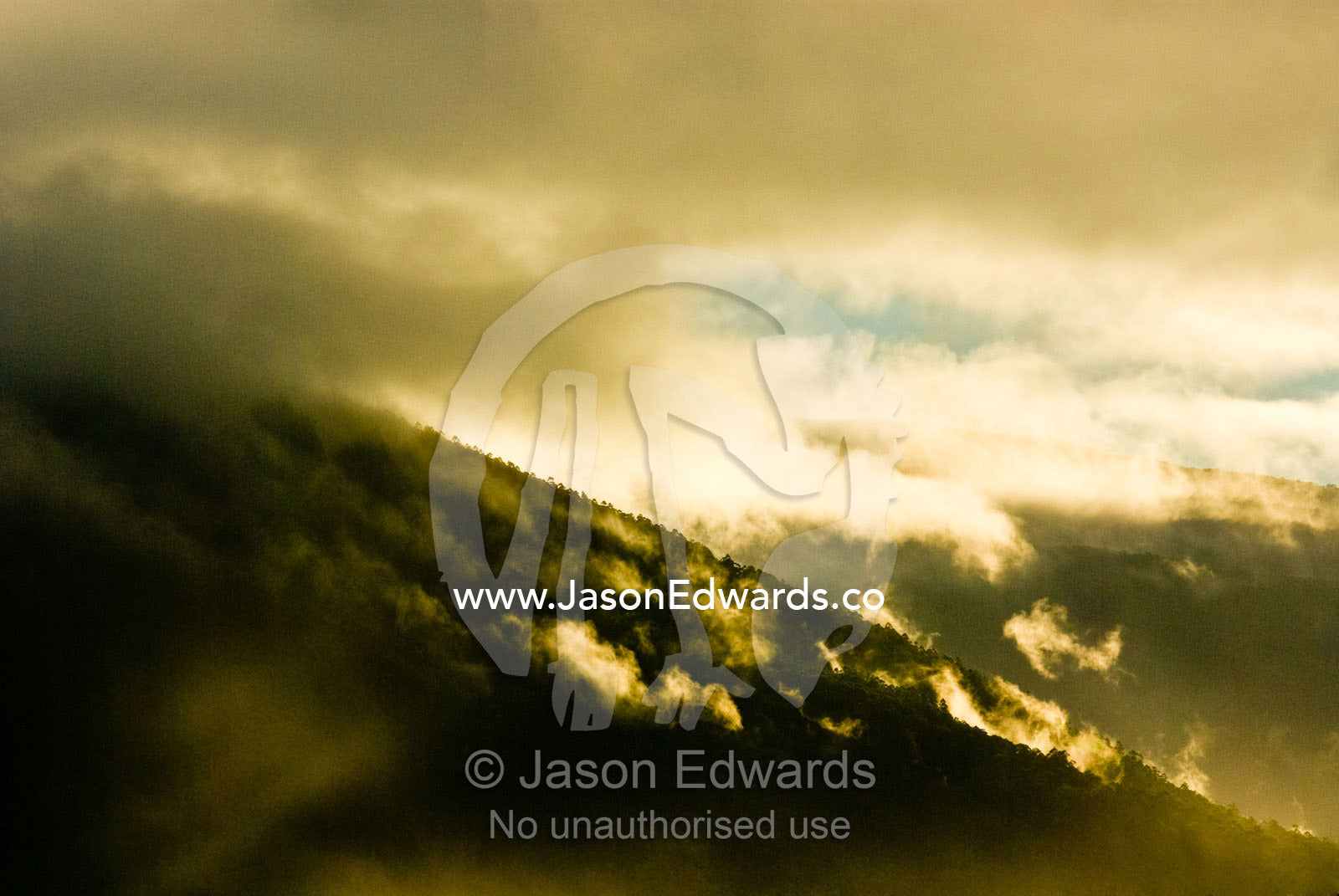 Dawn clouds descend over a Wet Schlerophyl forest and Mountain Ash. Yarra Ranges National Park, Victoria, Australia